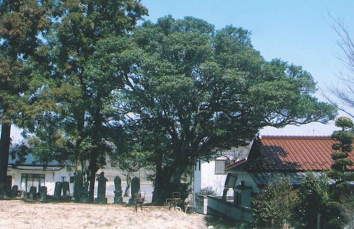 複数の石碑が並んだ後ろに、太い幹と広く張り出す枝を持つ複数のヒイラギが立ち並んでいる写真