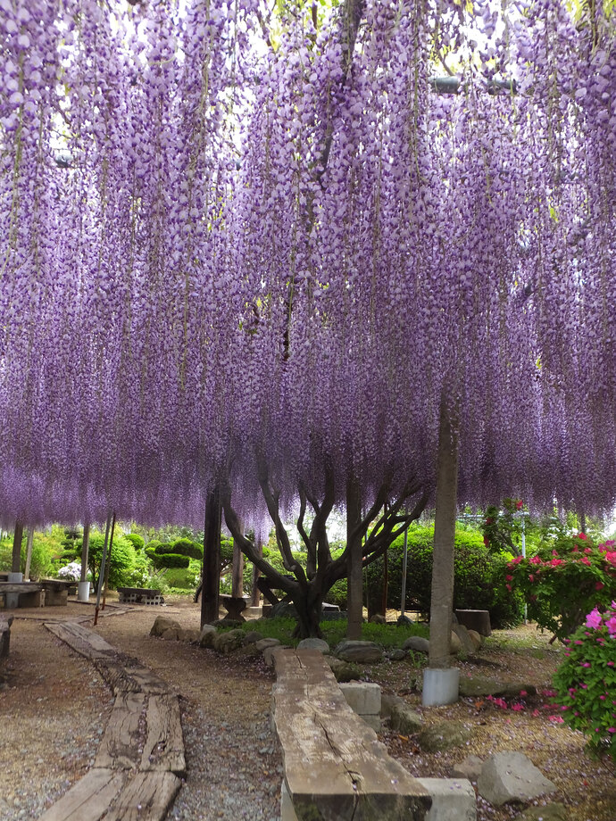 木製のベンチや遊歩道が設置された庭園の藤棚から、紫色の藤の花がカーテンのように幾重にも垂れ下がっている風景の写真