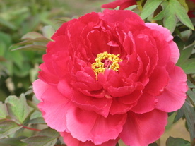 何層にも重なり合う鮮やかな赤色の花びらが大輪を形成し、中心部にある黄色い雄しべが際立つ、満開の牡丹の花の写真