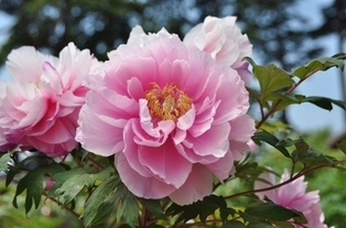 幾重にも重なった薄ピンク色の花びらが優雅に広がり、中心部の黄色い雄しべを囲むようにして咲き誇る牡丹の花の写真