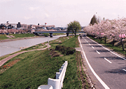 広い川の河川敷に芝生の広場が広がり、横には2車線の道路、桜並木が続いている様子の写真