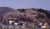なだらかな山並みの麓に、点在する家々やビニールハウスが見え、なだらかな山の中腹に満開の桜が群生している長沼城址の写真