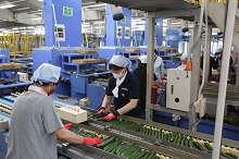 広々とした選果場内のベルトコンベアの前で、清潔な作業服とマスクを身につけたスタッフたちが、次々と運ばれてくる大量の新鮮なきゅうりを手際よく選別し、箱詰め作業に励んでいる写真