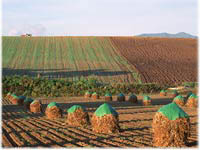 広大な農場の一角で、刈り取られた牧草を円錐状に積み上げ緑色のシートを上部にかぶせたものが点在し、後方には畑と耕地が広がる様子の写真