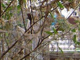 アメシロ巣網の写真