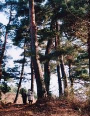 写真：古寺山松並木の松籟