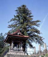 写真：永泉寺のコウヨウザン