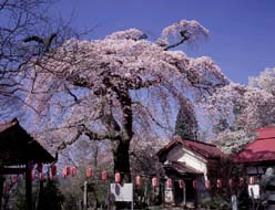 写真：護真寺のサクラ