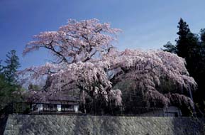 写真：永泉寺のシダレザクラ