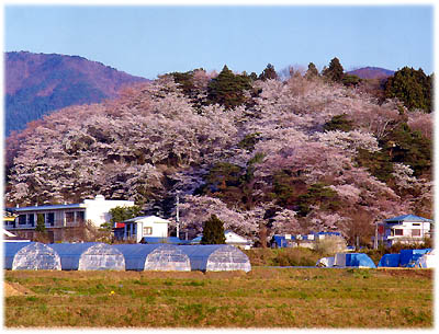 写真：長沼城址の桜