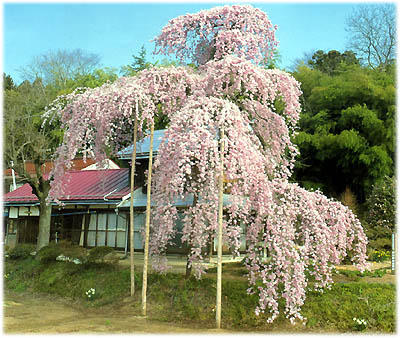 写真：横田陣屋御殿桜