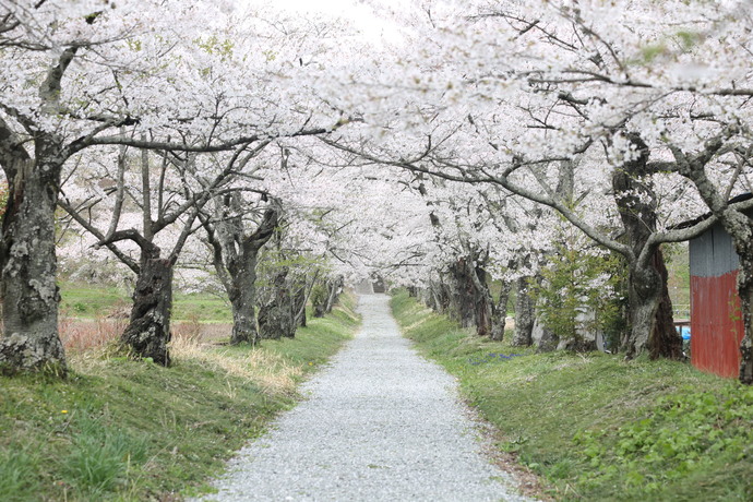 護真寺の桜