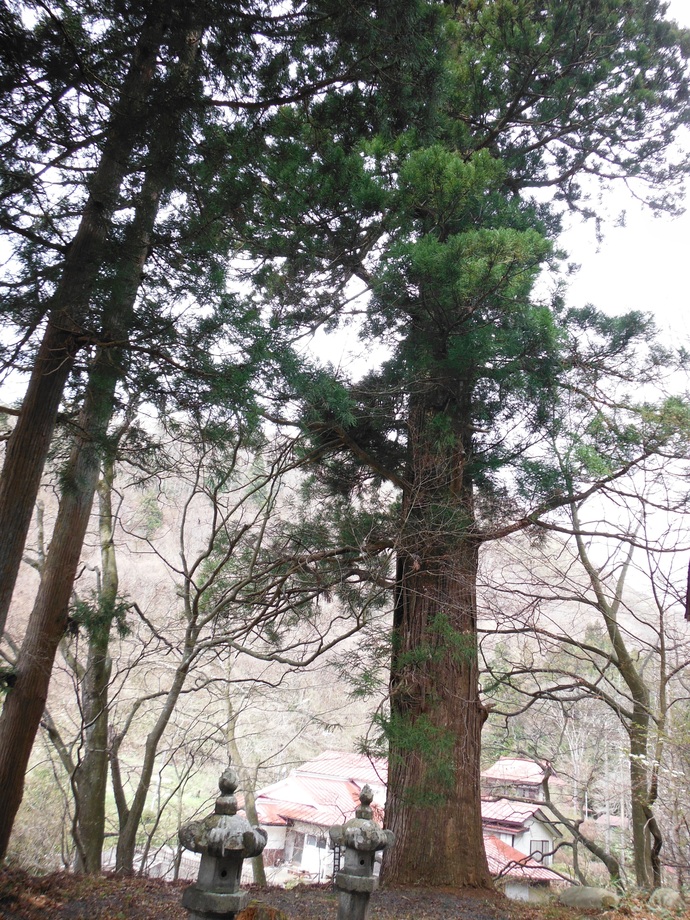 写真：勢至堂の大杉