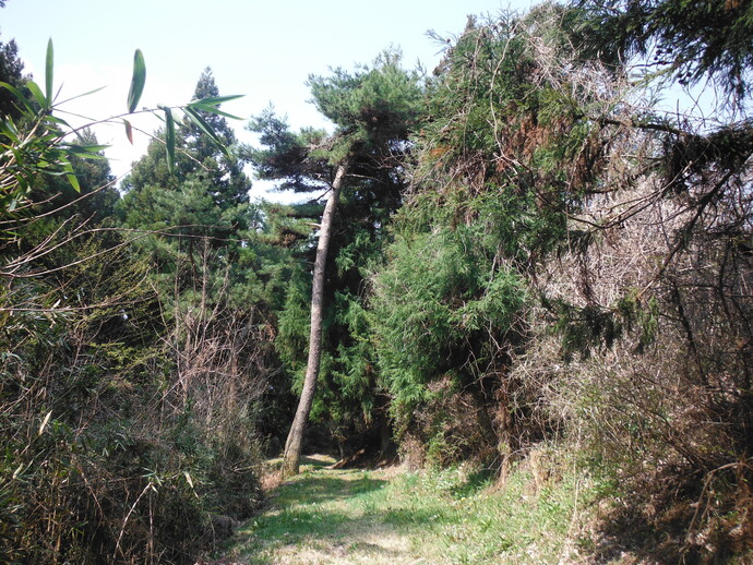 写真：古寺山の松並木