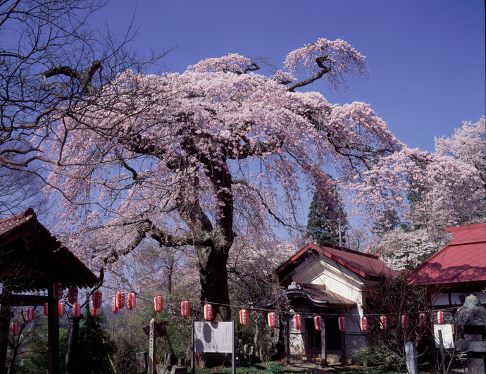 写真：護真寺のサクラ