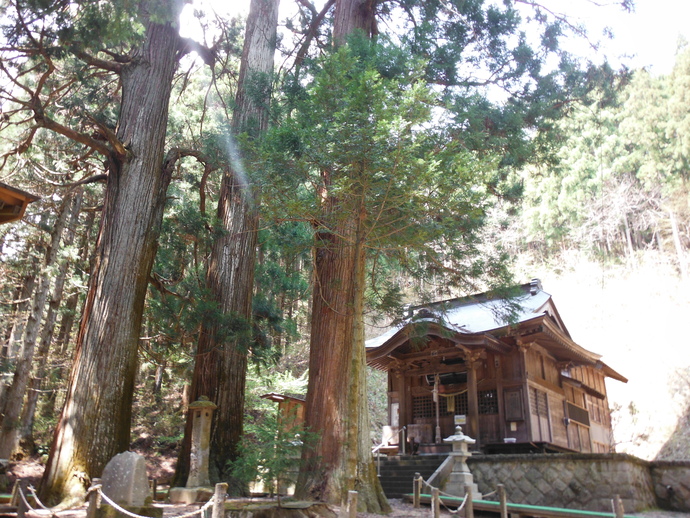写真：藤沼神社の大杉