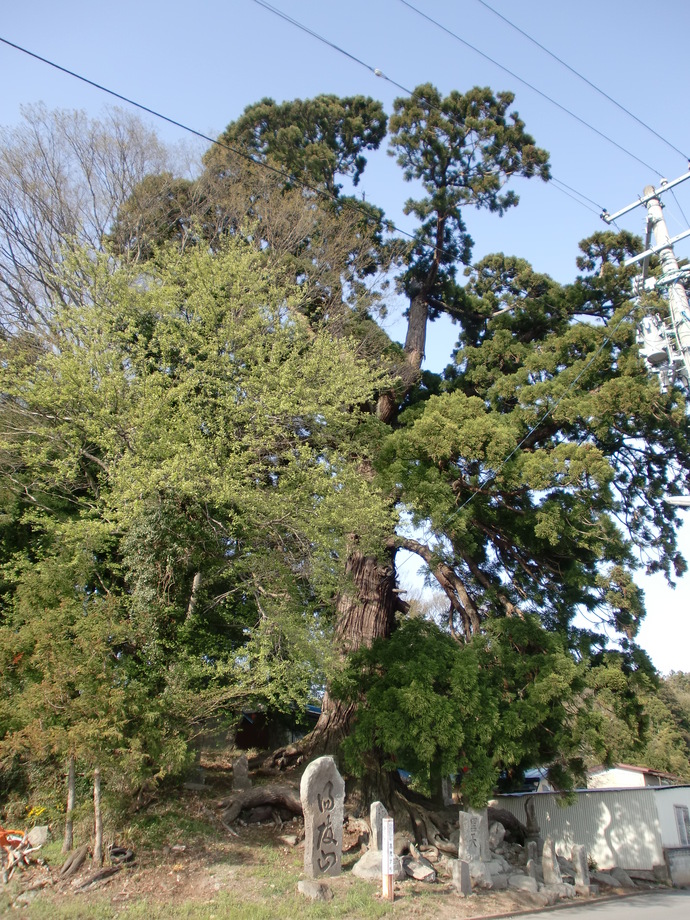 写真：志茂の大杉