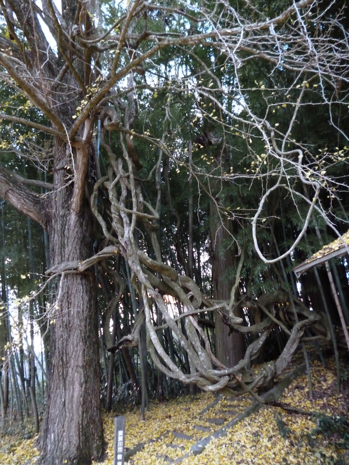 写真：三嶽神社の白藤