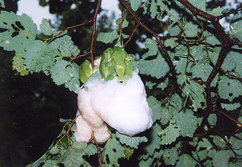 写真：モリアオガエル