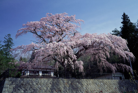 写真：永泉寺のシダレザクラ