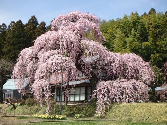 写真：横田陣屋御殿桜