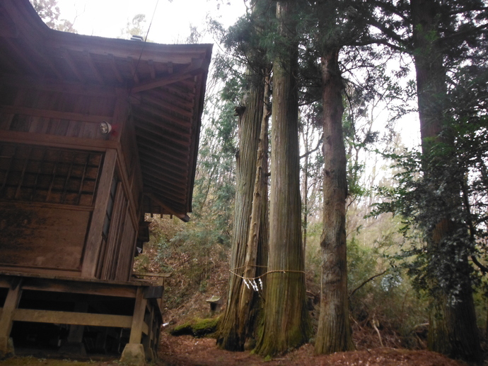 写真：めおと杉