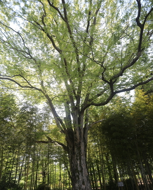 写真：牡丹園の大ケヤキ