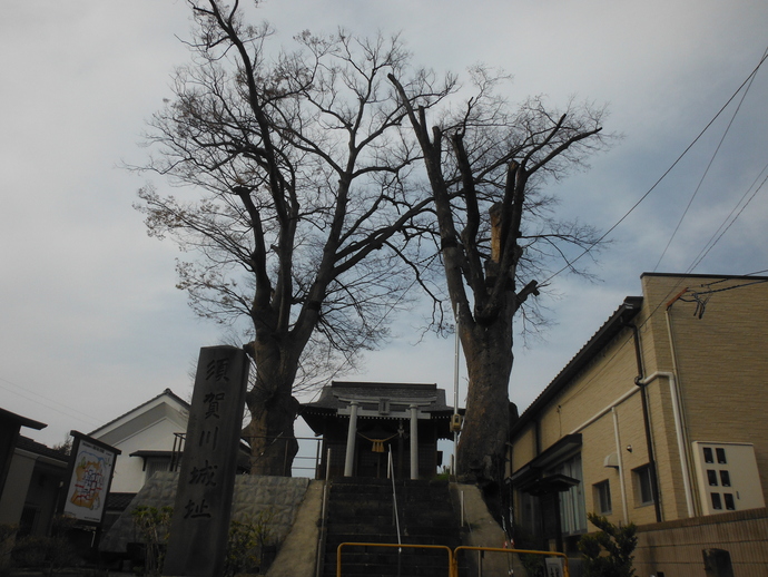 写真：二階堂神社の大ケヤキ