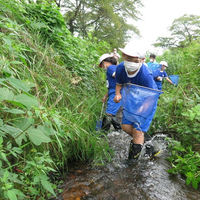 水生生物を探しています