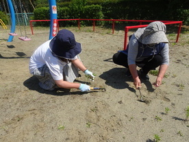 写真：暑い中、園庭の除草作業をしている様子