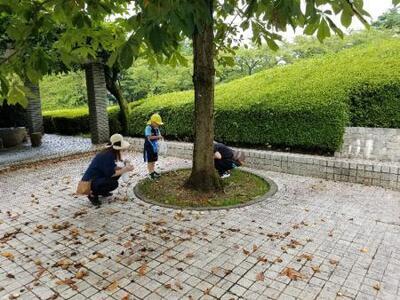 写真：栃の実を拾う親子