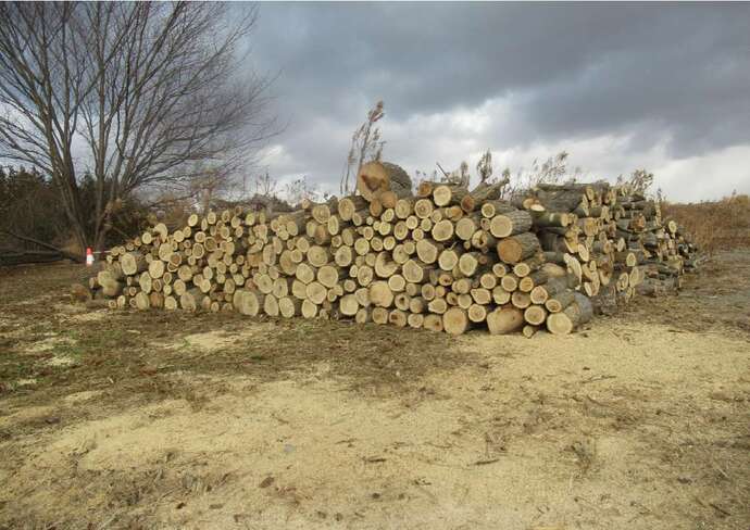 写真：伐採木の配布状況