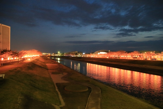 釈迦堂川のさくらの写真