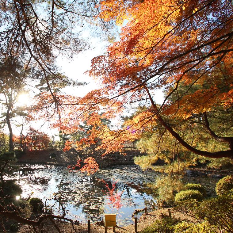 牡丹園の紅葉の様子