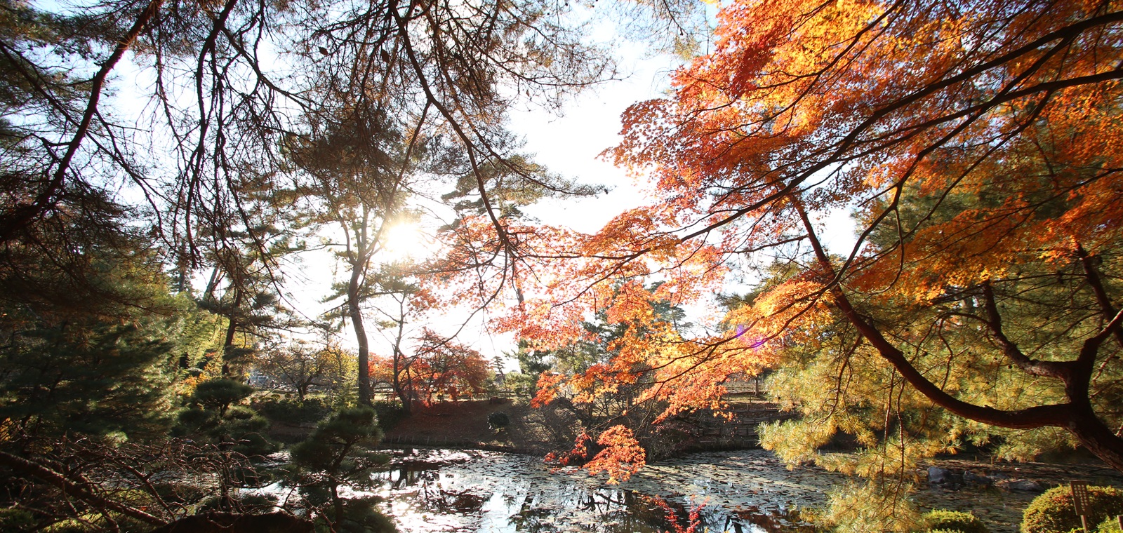 牡丹園の紅葉の様子