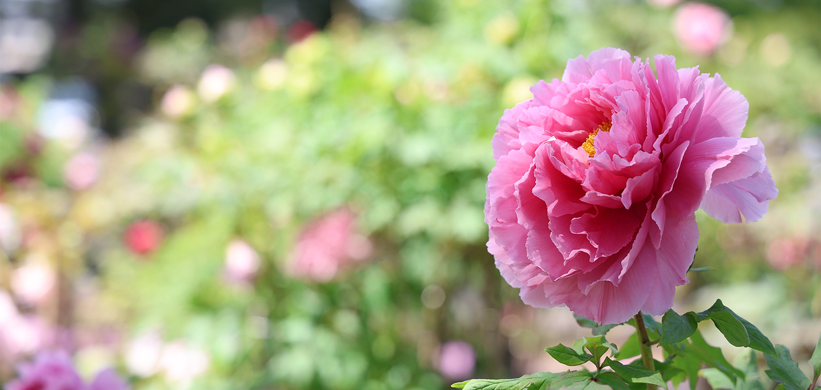 須賀川の牡丹園