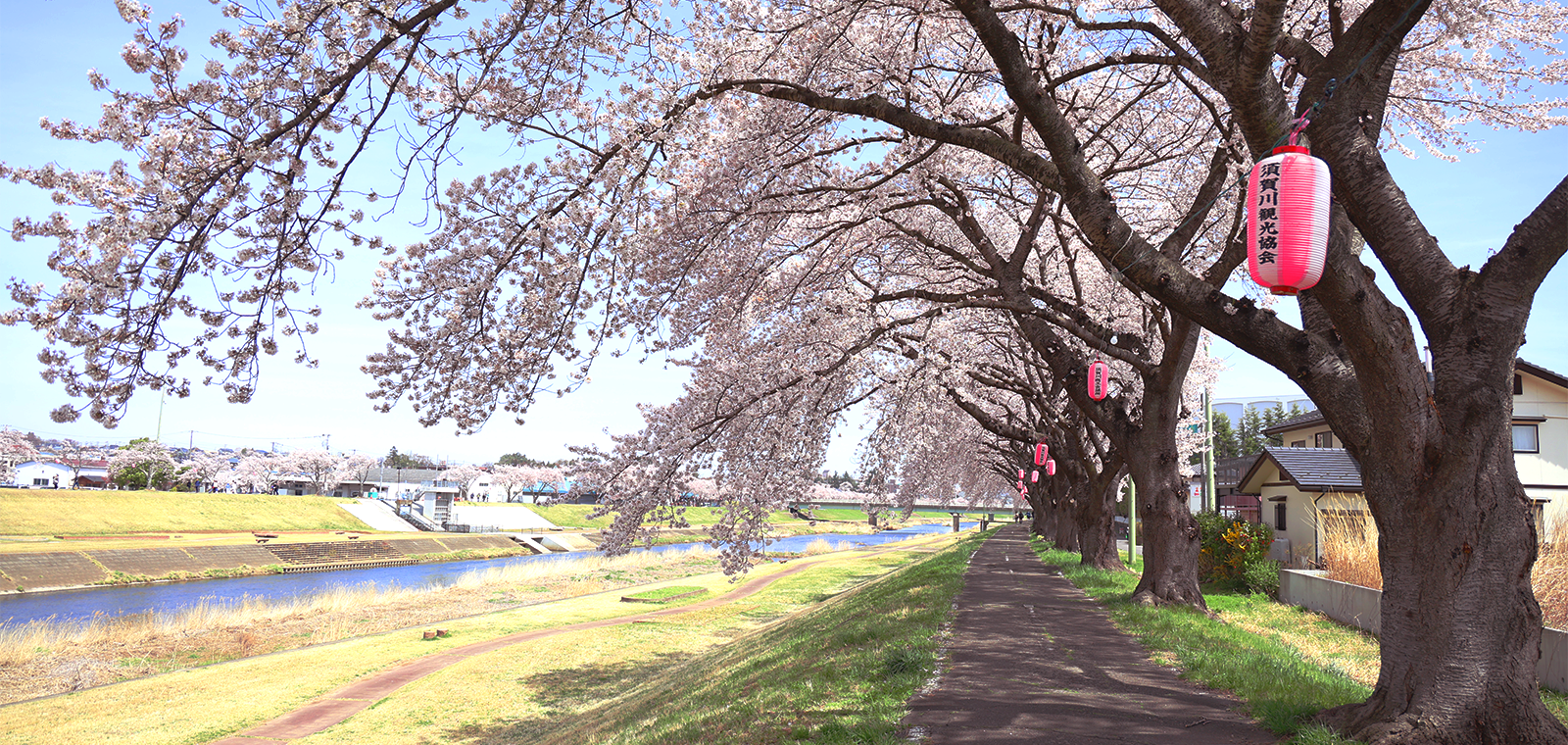 釈迦堂川ふれあいロードの桜の様子