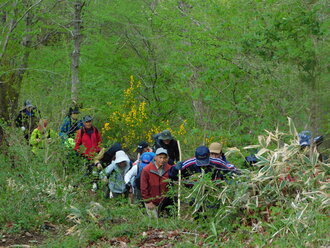 新緑が美しい山の中で、色とりどりの登山ウェアを着たグループが杖を手に持ちながら、細く急な登山道を一列になって歩いている写真