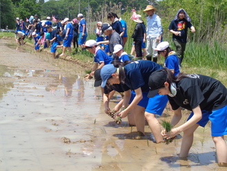 青いハーフパンツを履いた大勢の生徒たちが泥の入った田んぼに横一列に並び、手元にある苗の束から数本ずつを丁寧に泥の中へ植え付けている写真