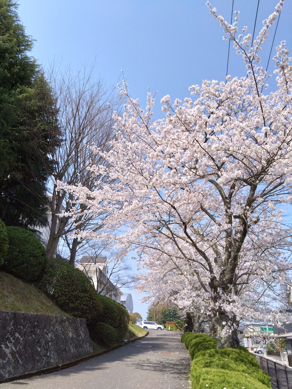 「福島県立須賀川桐陽高校」へ向かう坂道と満開の桜の風景写真