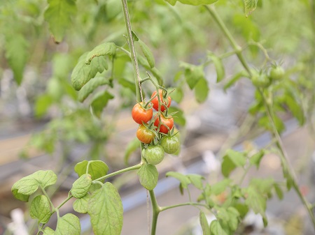ビニールハウスの中で、支柱に沿って元気に育つトマトの茎に、鮮やかな赤色に熟したものからまだ青いものまで、数粒のミニトマトが房状に実っている様子の写真