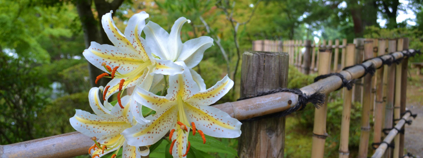 一輪のヤマユリの花