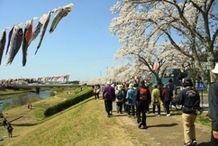 青空の下、満開の桜並木が続く川沿いの遊歩道を、空に泳ぐたくさんの鯉のぼりを眺めながら多くの人々がのんびりとウォーキングを楽しんでいる写真