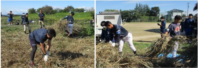 ユニフォーム姿の若者たちが河川敷や広場に集まり、腰をかがめて枯れ草を拾い集めている写真、右：拾い集めた枯草をユニフォーム姿の若者たちがトラックへ積み込んだりしている作業する様子の写真