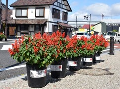 道路沿いの歩道に、鮮やかな赤色のサルビアが植えられた黒いプランターが複数、一列に並んでいる写真