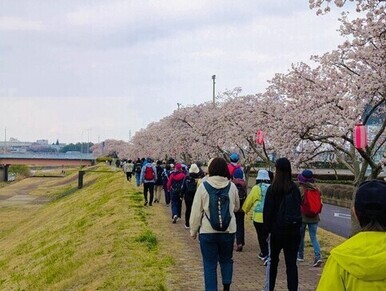 薄ピンク色の桜が満開に咲き誇る阿武隈川沿いの土手道を、リュックサックを背負った大勢の市民たちが一列になってのんびりと歩き、春の穏やかな陽気の中でウォーキングを楽しんでいる写真