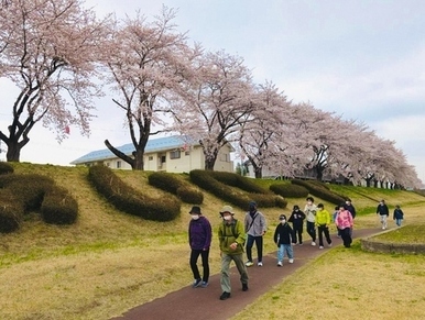 薄ピンク色の桜が満開に咲き誇る川沿いの遊歩道で、手入れされた低い植え込みが続く土手の下を、カジュアルな服装にマスクを着用した市民たちが一列になって軽快に歩いている、春のウォーキングイベントの写真