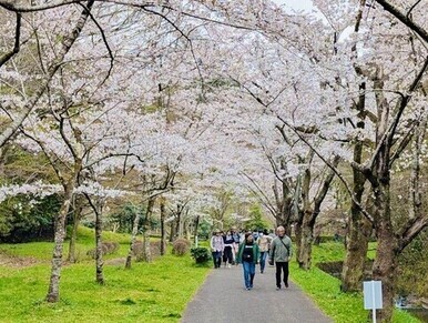 薄ピンク色の桜が頭上を覆い尽くすように咲き誇る美しい桜並木の下で、舗装された平坦な道をカジュアルな服装の男女が散策しており、春の暖かな陽気と自然の息吹を満喫している穏やかなウォーキングイベントの写真