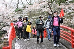 満開の桜が咲き誇る公園にて、赤い手すりが特徴的な太鼓橋を、ウォーキングイベントに参加しているリュックを背負った人々が、赤い旗を持ったスタッフに先導されて晴れやかな表情で渡っている春の風景の写真