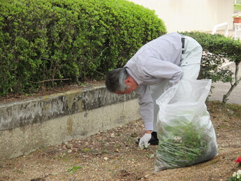 白い軍手をはめた男性が、草がたくさん入った大きなごみ袋を携えて、植栽の前で腰を曲げて足元の草を抜いている様子の写真